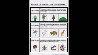 Define Producers Consumers and Decomposers [upl. by Jacoby342]