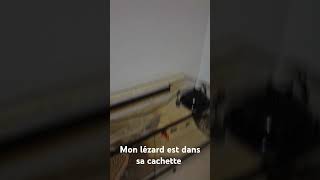 Mon lézard est dans sa cachette [upl. by Margaux]