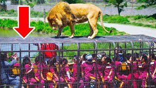 Un Zoo où Les Gens Sont en Cages et Les Animaux Sont Libres [upl. by Hurwit947]