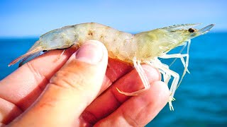 Fishing a Nearshore Reef for Mangrove Snapper with Shrimp [upl. by Ulita]