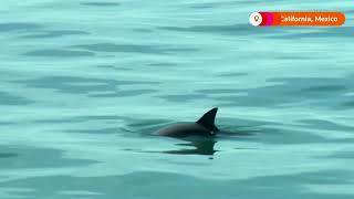 Extinction alert issued for Mexicos vaquita porpoise [upl. by Orozco6]