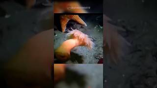 Anémona Corriendo Por Su Vida😅 viralvideo oceanlife talasofobia ocean [upl. by Fry906]