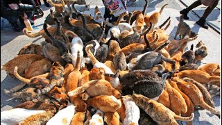 This ISLAND in Japan Has MORE CATS THAN PEOPLE Cat Paradise  Tashirojima [upl. by Omura]