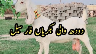 Milking Goats  Pure amp Fresh Goat Milk  Goat Farming [upl. by Eseuqram]