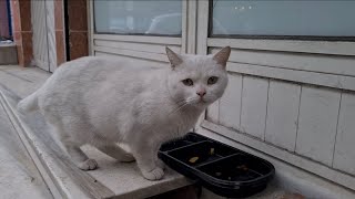 Tailless white cat takes me to the food bowl to show me that its food is finished [upl. by Emmons]