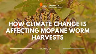 How Climate Change Is Affecting Mopane Worm Harvests  Mini Documentary [upl. by Matthaus]