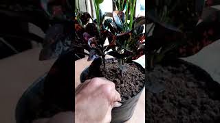 how to grow croton plant more attractive and bushy  short  croton caretips [upl. by Gerge]