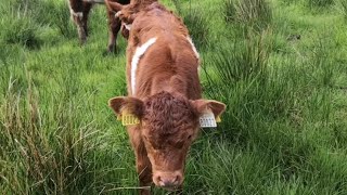 I think its all over No more red belted Galloway calves Regenerative farming on trail [upl. by Gilboa172]