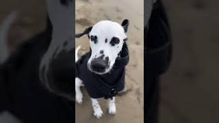 Die Frisur sitzt🌬️😂 amicadalmatiner dalmatian dalmatiner cutedogs dogshorts [upl. by Ecnedac]