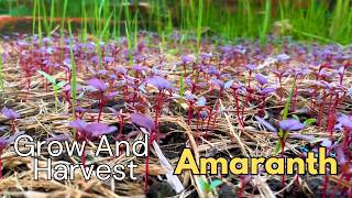 Growing And Harvesting Amaranth From Seeds  Gardening  Countryside Life [upl. by Iramat]