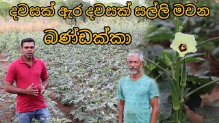 දවසක් ඇර දවසක් සල්ලි මවන බණ්ඩක්කා වගාව  Okra Cultivation  Bandakka wagawa [upl. by Fernande612]