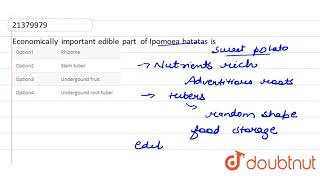 Economically important ebible part of Ipomoea batatas is [upl. by Rodenhouse]