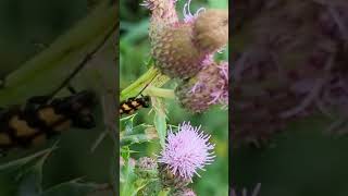 The impressive Fourbanded Longhorn Beetle on a thistle [upl. by Feingold342]