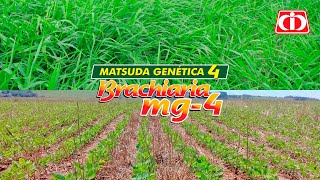 Confira as características da Brachiaria brizantha MG4 [upl. by Bjorn421]