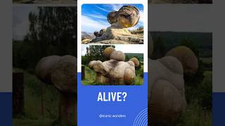 Living Stones trovants armenia naturalwonder armeniatravel youtubeshorts shortfeed [upl. by Edyth123]