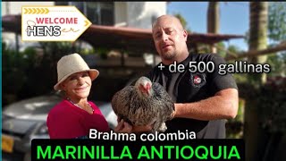 Brahma Colombia  Un Ensueño En gallinas Marinilla Antioquia quotSoñando Despierto quot [upl. by Ruthven]