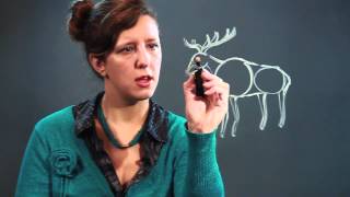 How to Draw an Elk Step by Step [upl. by Ydeh]