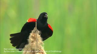 Redwinged Blackbird [upl. by Lletnom]