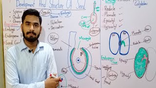 Development And Structure Of Seed Class 10 In Urdu Hindi  Hilum  Micropyle  Plumule  Radical [upl. by Fernand]