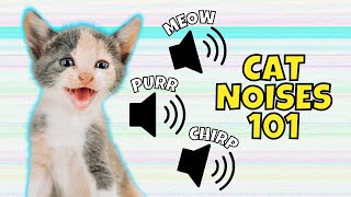 8 Common Cat Noises amp What They Mean [upl. by Barina]