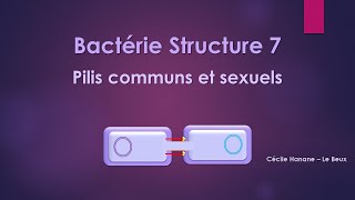 Bactérie Structure 7 PILS FIMBRIAE sans musique de fond [upl. by Ylim]