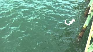 Shark eats another shark  Cherry Grove Pier SC [upl. by Salchunas]