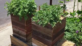 How to Grow 100 Pounds of Potatoes in 4 Square Feet  Part 12 [upl. by Esinet]