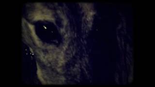 Jetstream Pony  I Close My Eyes Official Video [upl. by West]