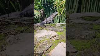 Wild Mexican spinytailed iguana on turtle sculpture Playa del Carmen Mexico tropical Caribbean life [upl. by Nylek]