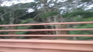 Kauai Flood Anahola Bridge [upl. by Forrester548]