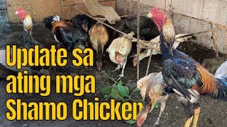 Update sa ating Shamo Chicken  Shamo Tanaka Cross with Belgian Shamo [upl. by Suollecram525]