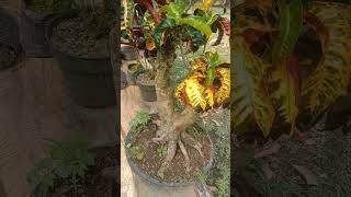 Bonsai puring termahal puring Cankir gading shorts [upl. by Ecirtap816]