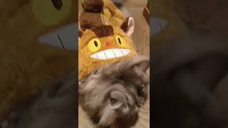 happy Halloween 🎃🎃 our cutie puppiesand cats annbantztrendingvideo trendingvideo halloween [upl. by Bowra]