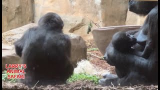 Baby Gorilla  Jameela 13 with Freddie gorillas [upl. by Arnoldo673]