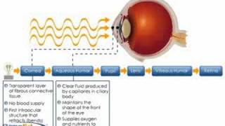 Physiology of the Cornea [upl. by Anayra]