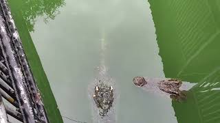 You can feed the crocodilecrocodile lake thailand pattaya feed [upl. by Kcitrap]