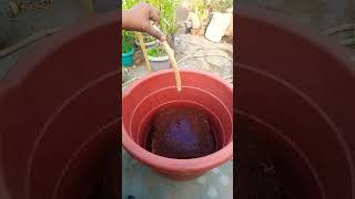 How to expand 5kg Cocopeat block  Coco coir expansion shorts cocopeat [upl. by Roma]