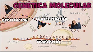 Genetica molecular Replicación transcripción y traducción 4º ESO  BioESOsfera [upl. by Fadden]