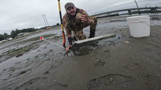 Shovel VS Sand Shrimp Gun for Gaper Clams ocean seafood fun [upl. by Dituri857]