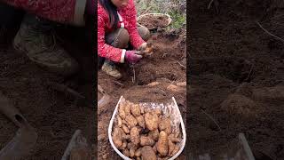 Digging Gastrodia elata process [upl. by Akehsal]