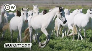 Andalusian Horses These Carthusian Horses are Europes oldest breeds  Pura Raza Española [upl. by Mashe]