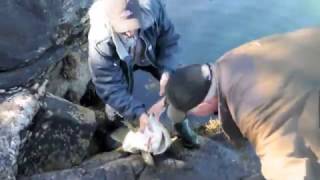 Happy fishing in Norway Cod 13 kg [upl. by Valda]