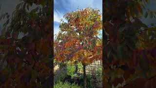 Black Tupelo Nyssa sylvatica trees fallcolor nyssasylvatica blackgum blacktupelo [upl. by Winthrop]