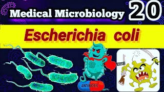 Escherichia coli Part 3 شرح بالعربي Treatment amp Pathogenesis amp Virulence Factors [upl. by Aromas]