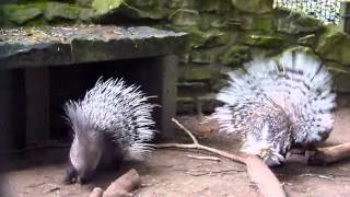 Stachelschweine stellen die Bude auf den Kopf Porcupines having fun [upl. by Aimal]