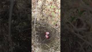 Small Egg Birds Hatchlings EP00885 Egg citing Ornithology Nature Biodiversity Eggceptional [upl. by Haym]