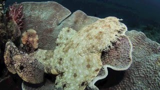 Tasselled Wobbegong  Eucrossorhinus dasypogon [upl. by Hallock399]