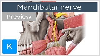 What is the Mandibular Nerve preview  Human Anatomy  Kenhub [upl. by Purvis]