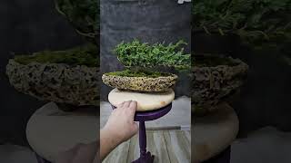 Bonsai from juniperus [upl. by Anirda]