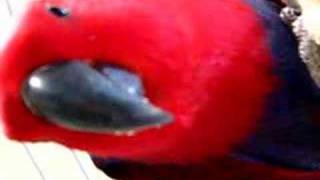 Ruby the Red Sided Eclectus [upl. by Ellinehc]